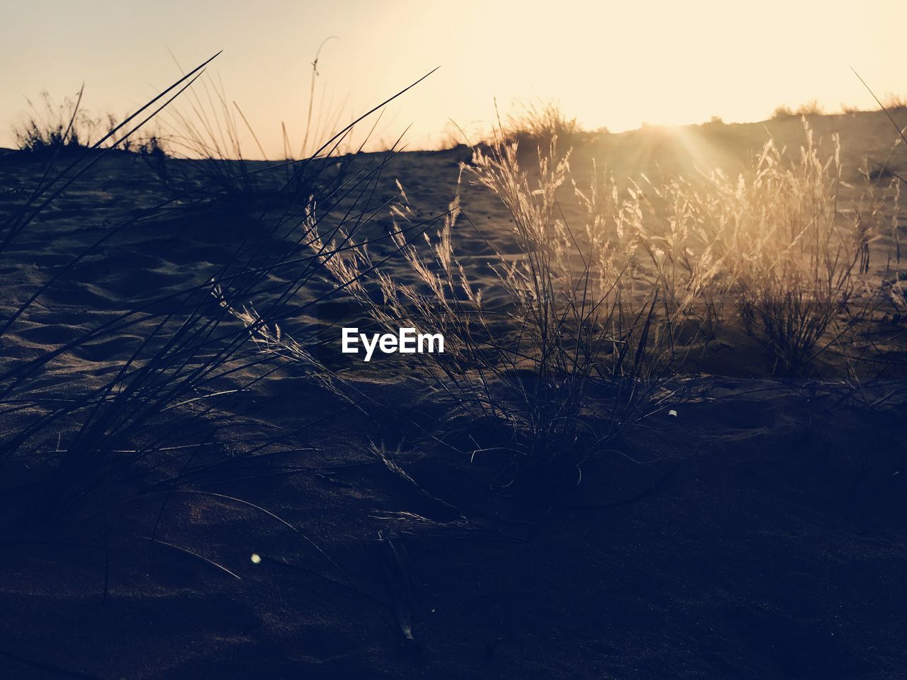 CLOSE-UP OF GRASS GROWING ON FIELD AGAINST SKY DURING SUNSET