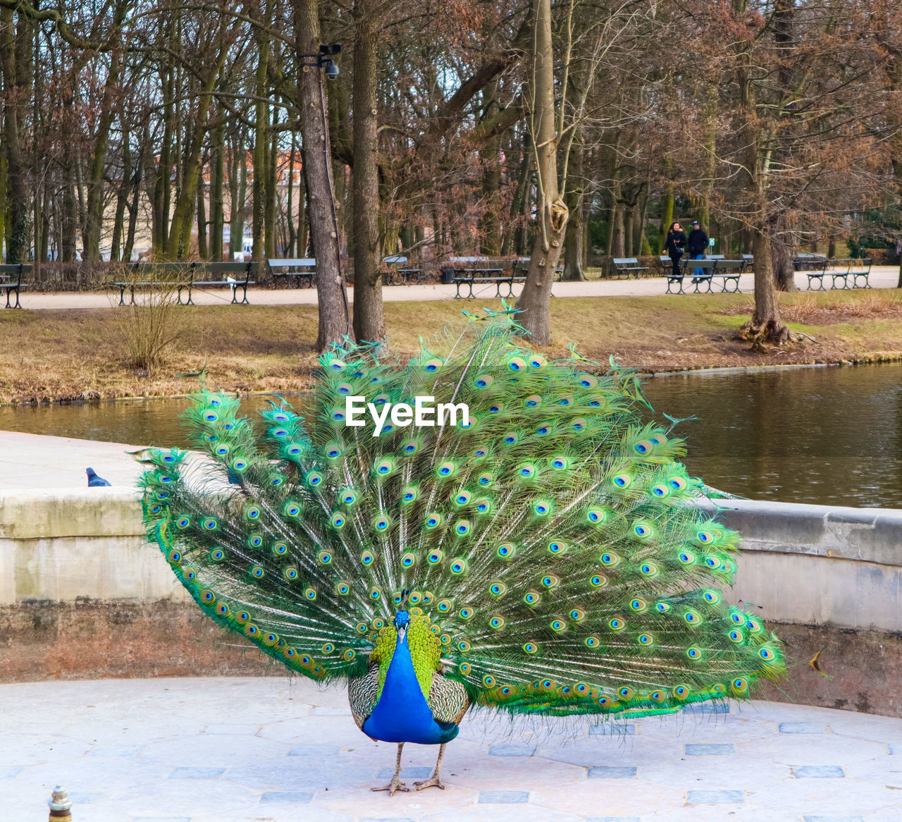 VIEW OF PEACOCK ON TREE AT SHORE