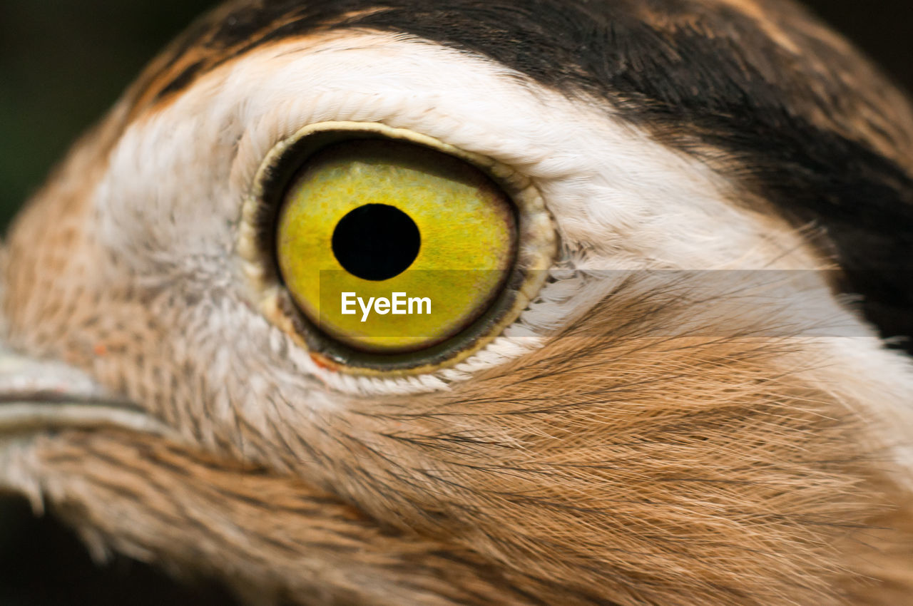 Close-up of double-striped thick-knee bird