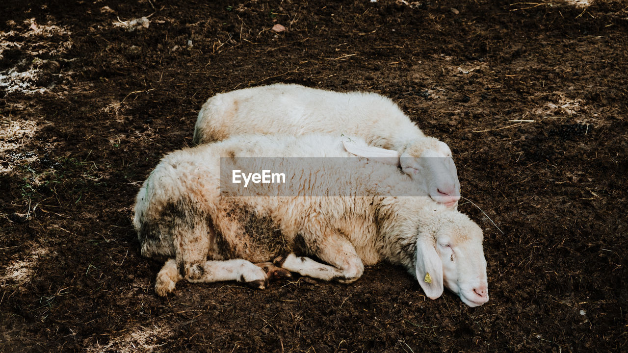 Two sheep cuddling and sleeping - cute scene - high angle view of sheep on field - sweet
