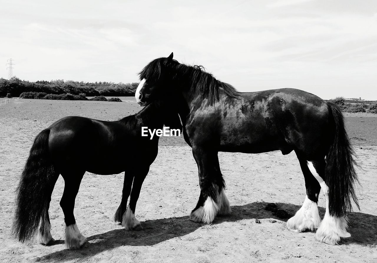 Horse with foal standing on field against sky