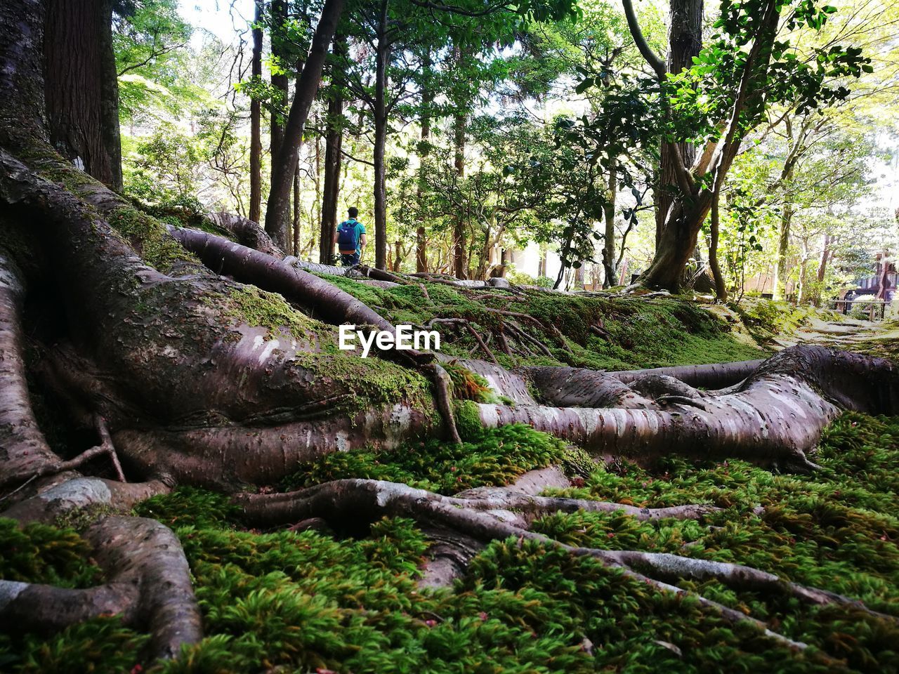 TREES GROWING IN PARK