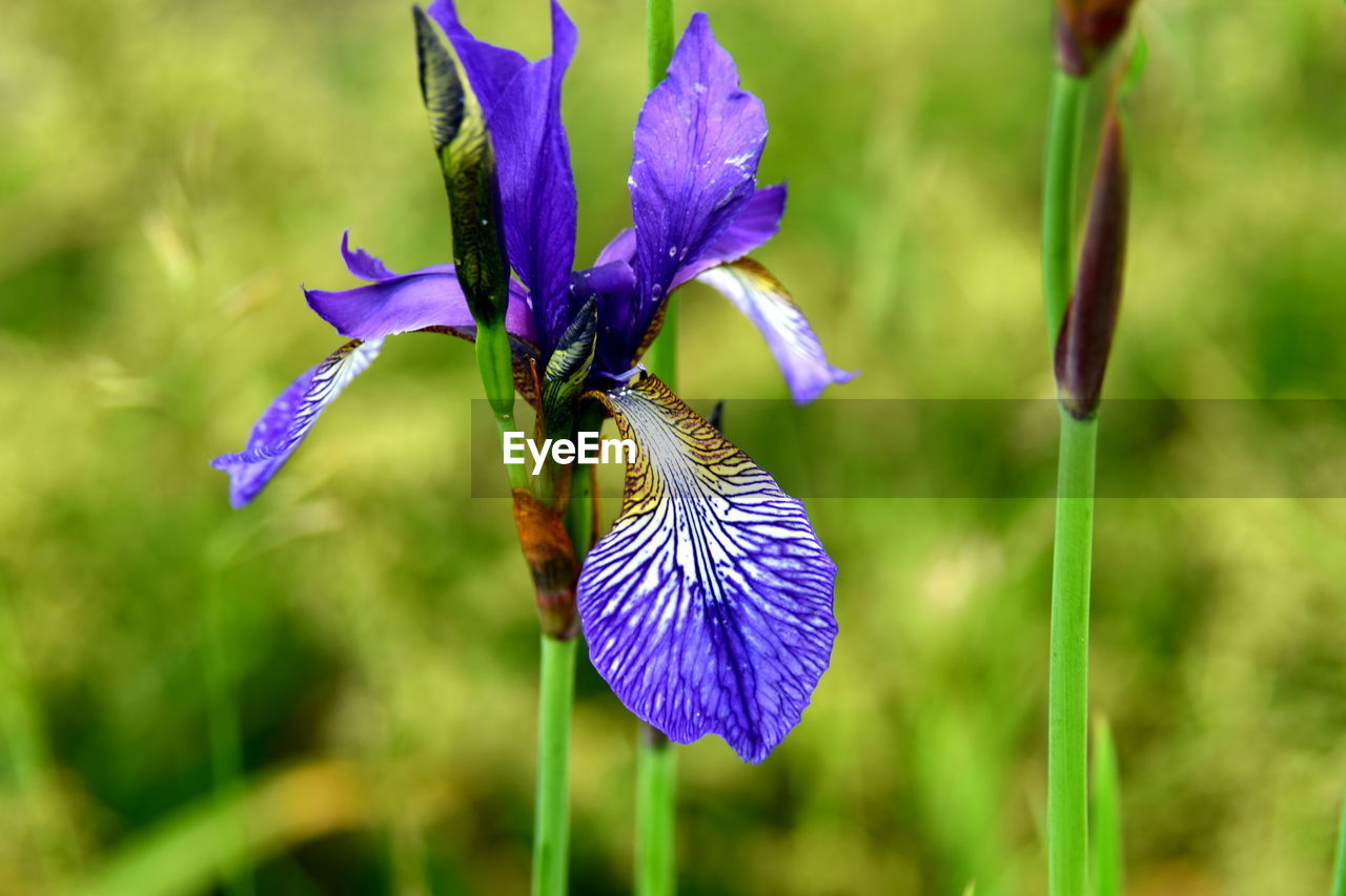 Close-up of purple flowers blooming outdoors