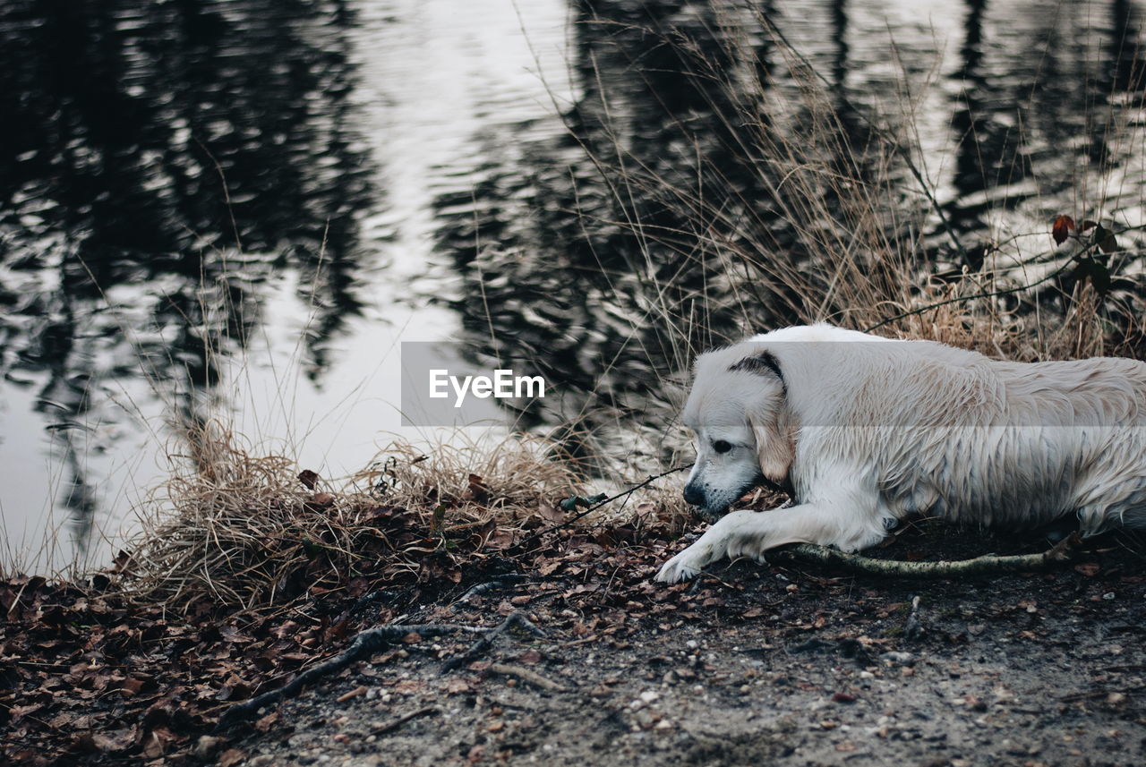 High angle view of dog sitting by lake