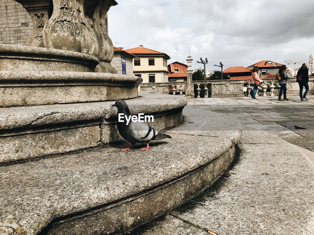 PIGEONS PERCHING ON A BUILDING