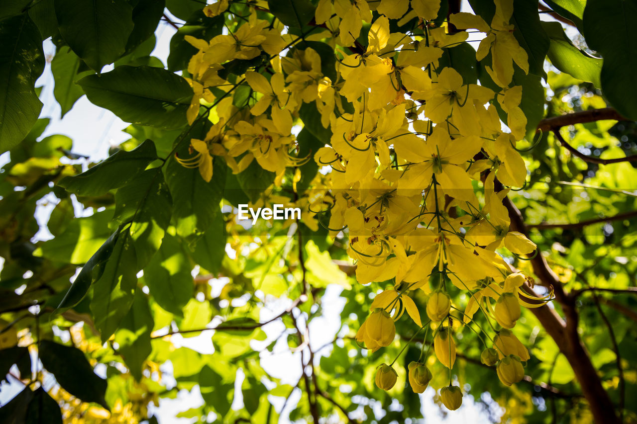 Low angle view of flowering plant against trees
