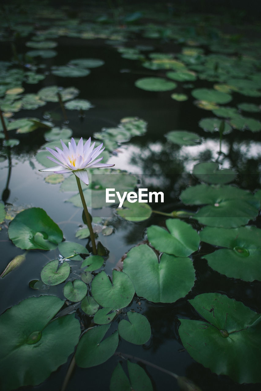 Close-up of lotus water lily in pond