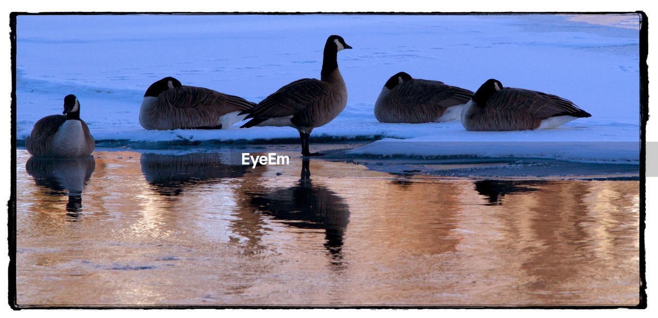 DUCKS SWIMMING ON LAKE