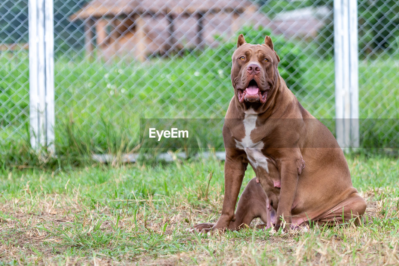 pet, mammal, animal themes, dog, animal, one animal, domestic animals, canine, grass, fence, chainlink fence, plant, facial expression, no people, sticking out tongue, day, nature, mouth open, sitting, brown, outdoors, field, focus on foreground, looking, sports