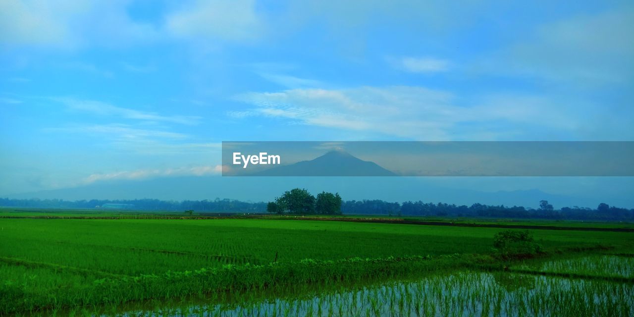 SCENIC VIEW OF AGRICULTURAL LANDSCAPE AGAINST SKY