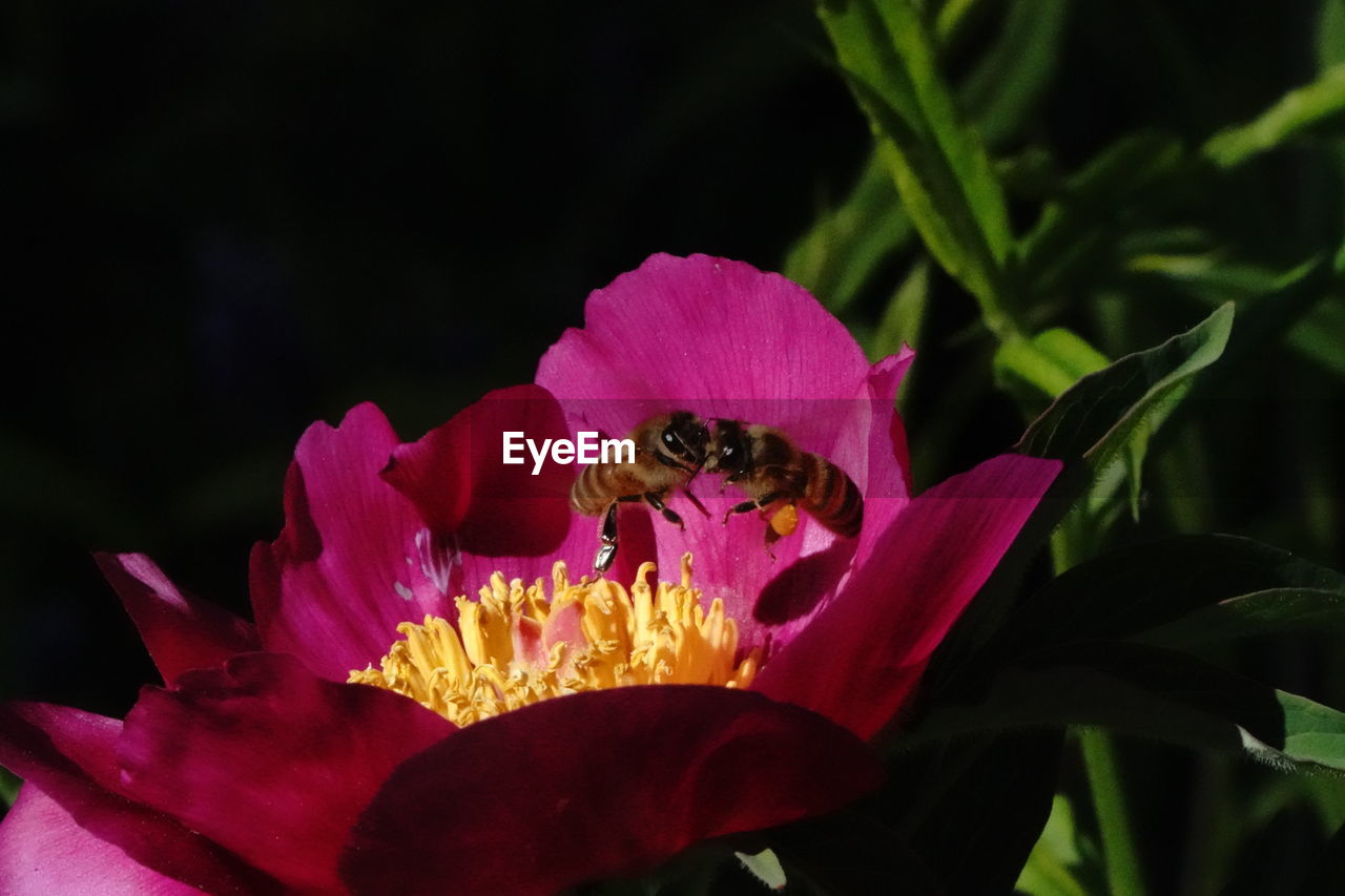 Close-up of bee pollinating on pink flower