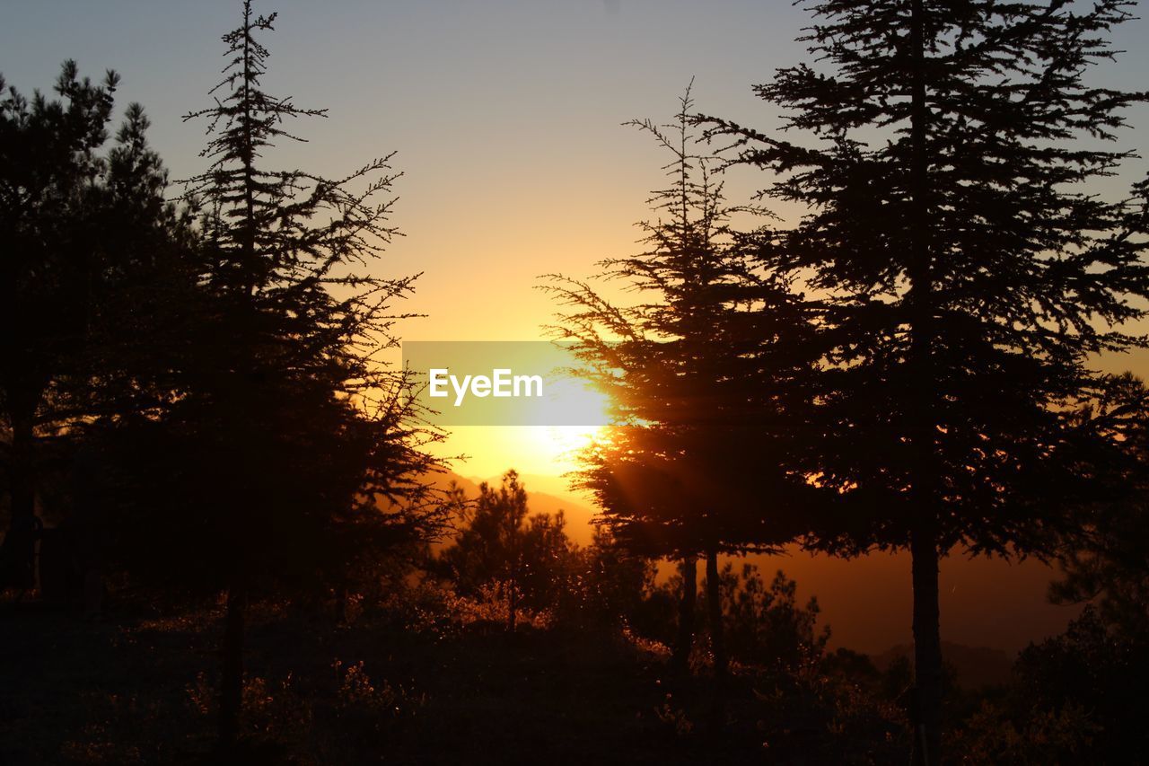 SILHOUETTE TREES BY PLANTS AGAINST SKY DURING SUNSET