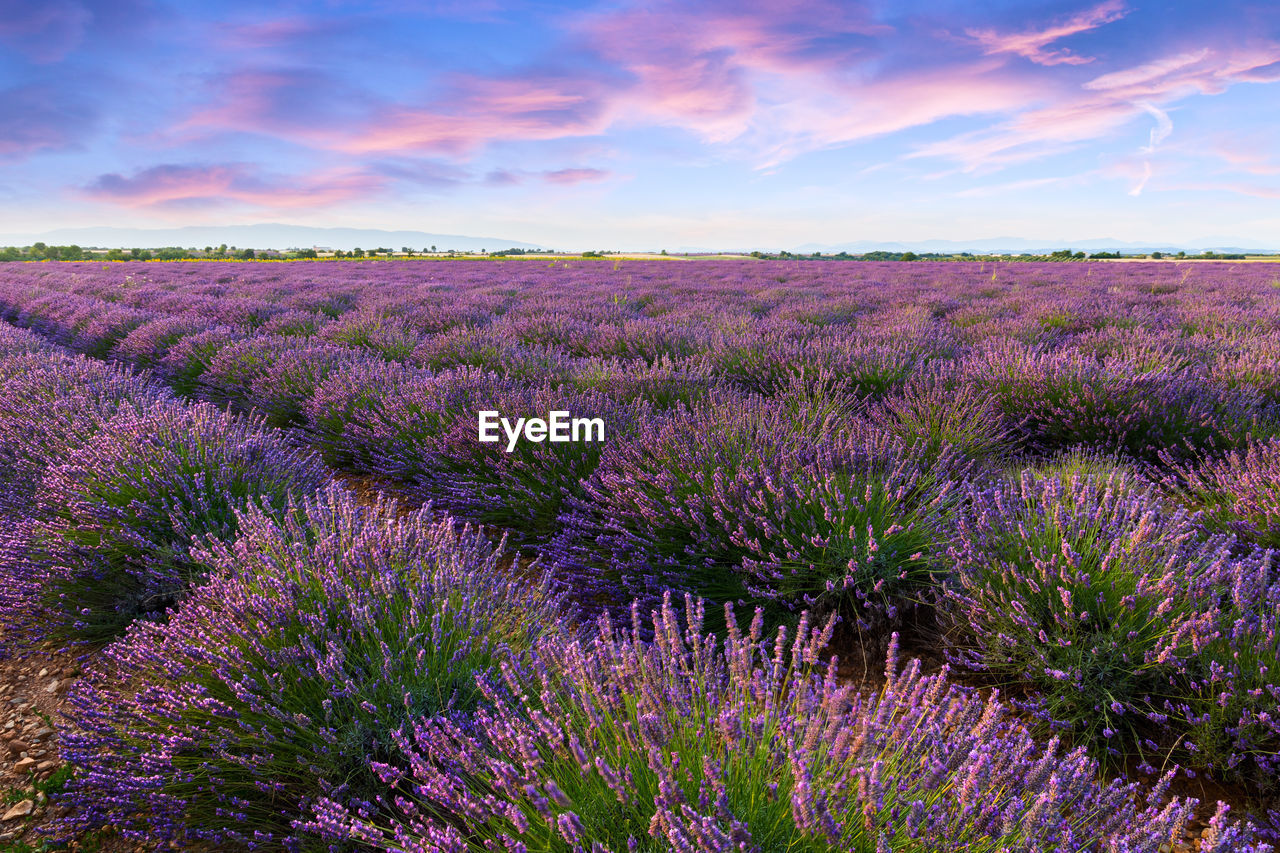 PURPLE FLOWERS ON FIELD AGAINST SKY