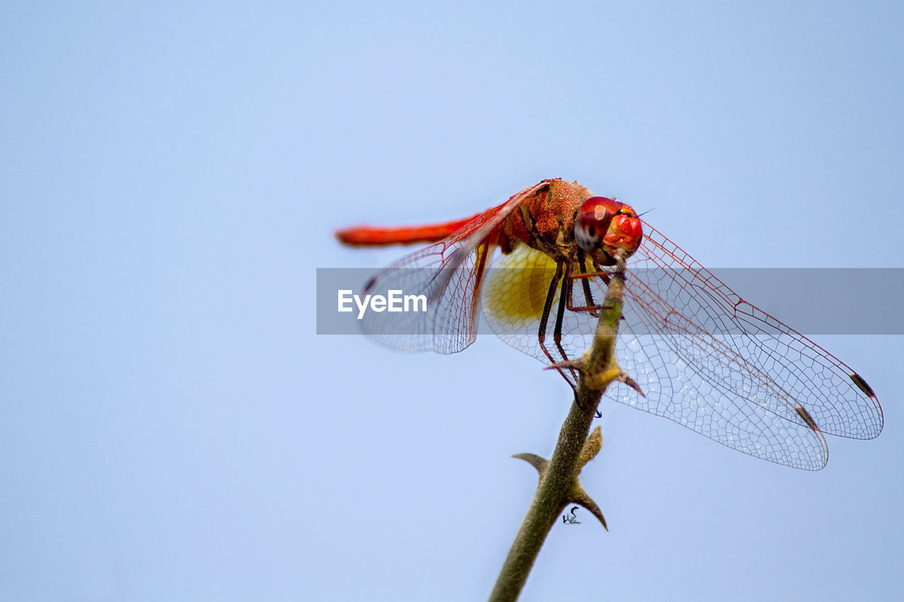 Close-up of dragonfly on twig against clear sky