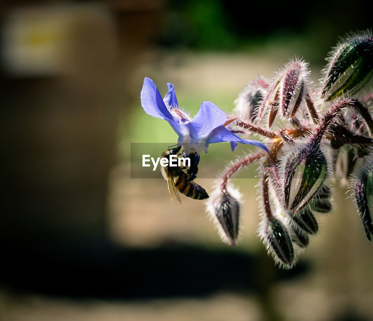 CLOSE-UP OF BEE ON FLOWER