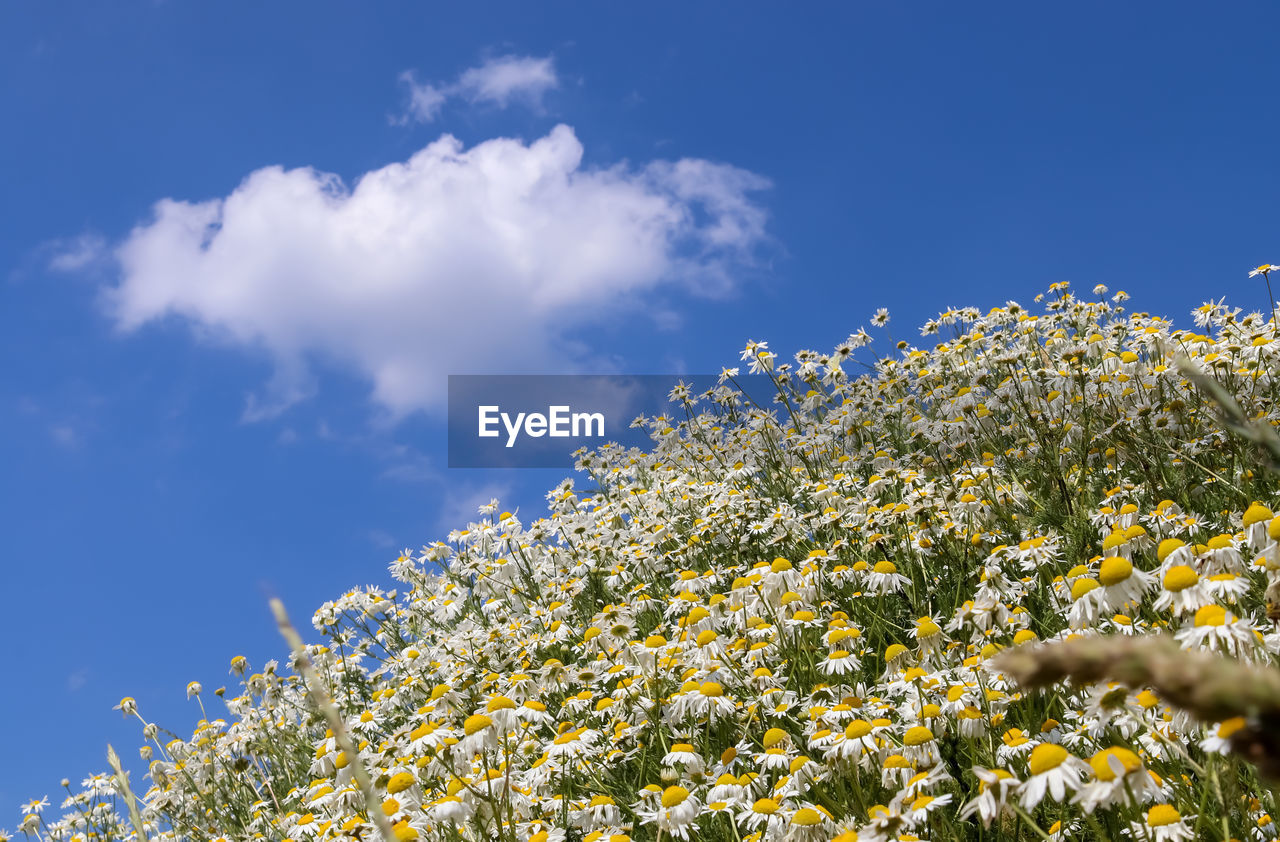 LOW ANGLE VIEW OF YELLOW FLOWERING PLANTS ON FIELD AGAINST SKY