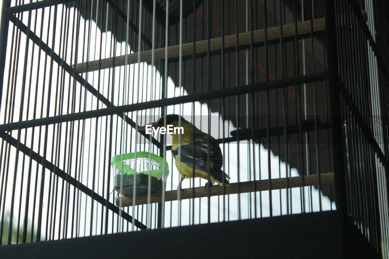 In a cage,a bird in its cage