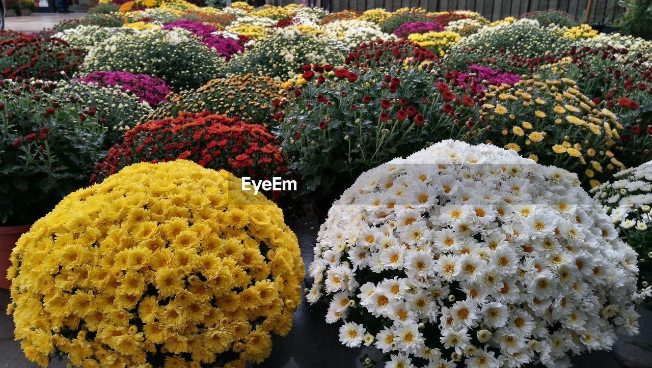 Close-up of multi colored flowers