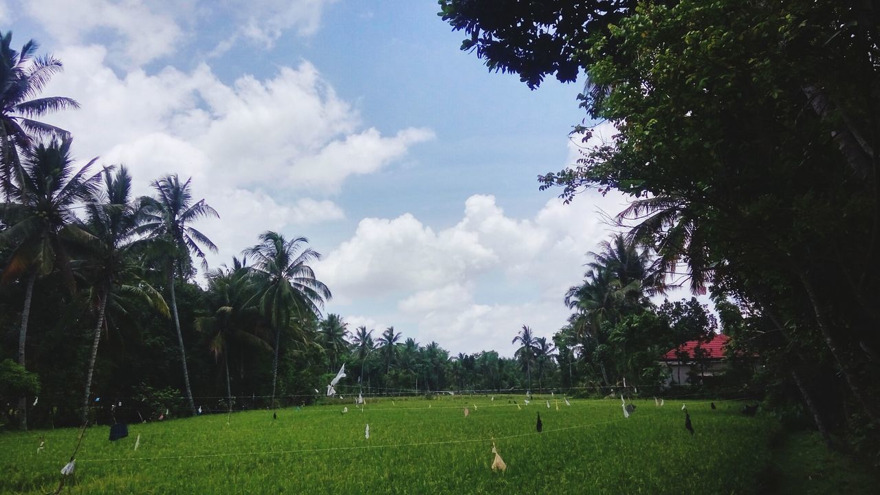 PANORAMIC VIEW OF PALM TREES ON FIELD AGAINST SKY