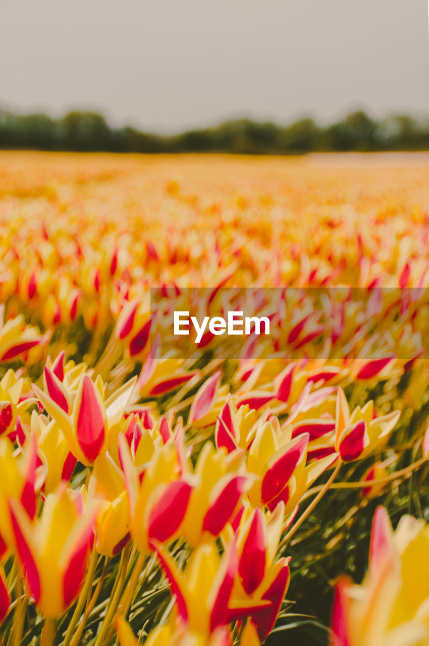 Red and orange tulip fields in holland