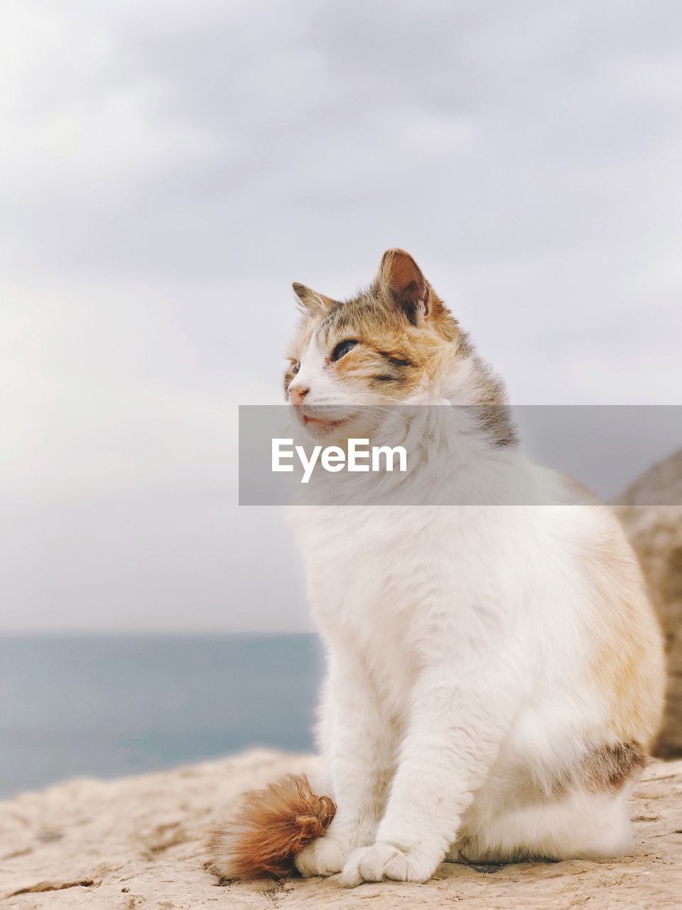 Cat sitting against sky