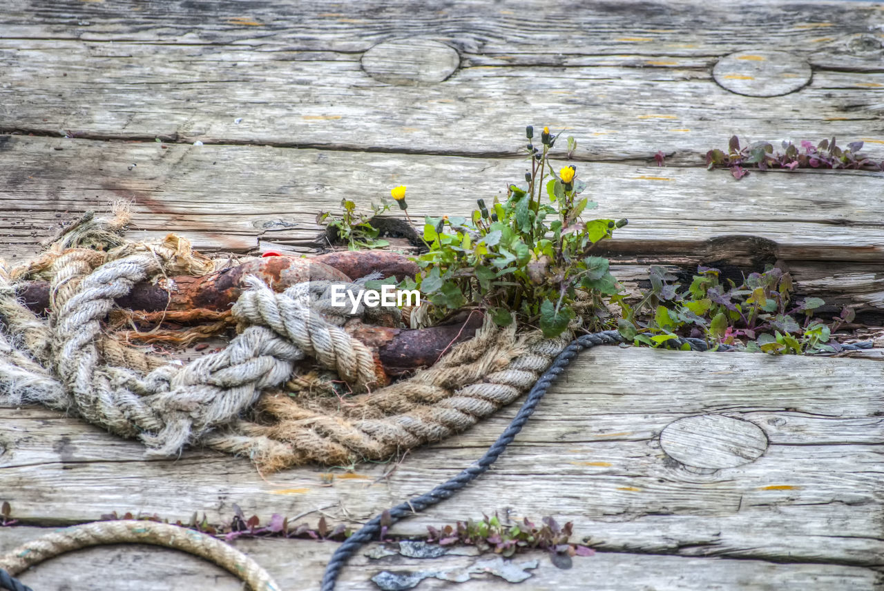 High angle view of plants