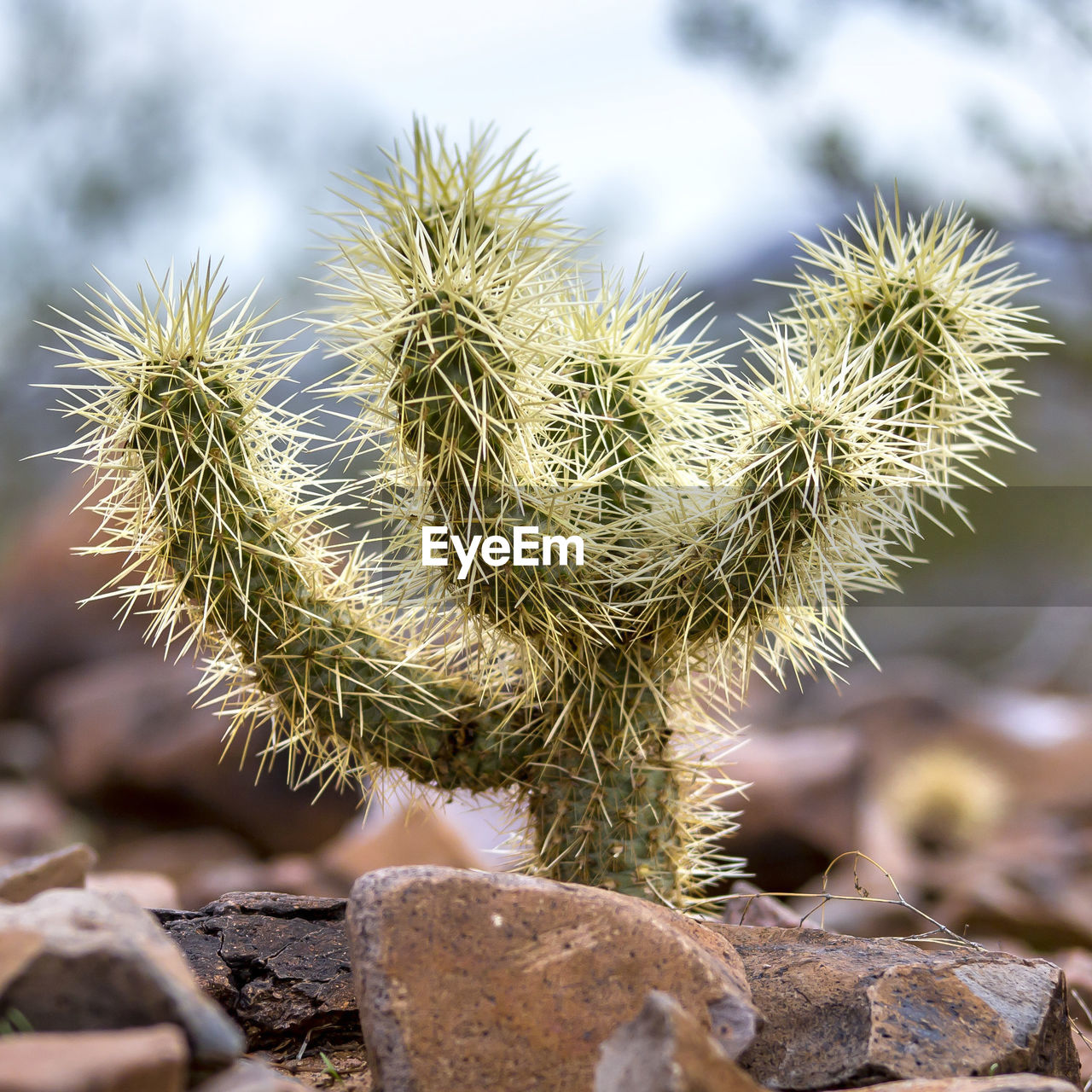 CLOSE-UP OF CACTUS PLANT