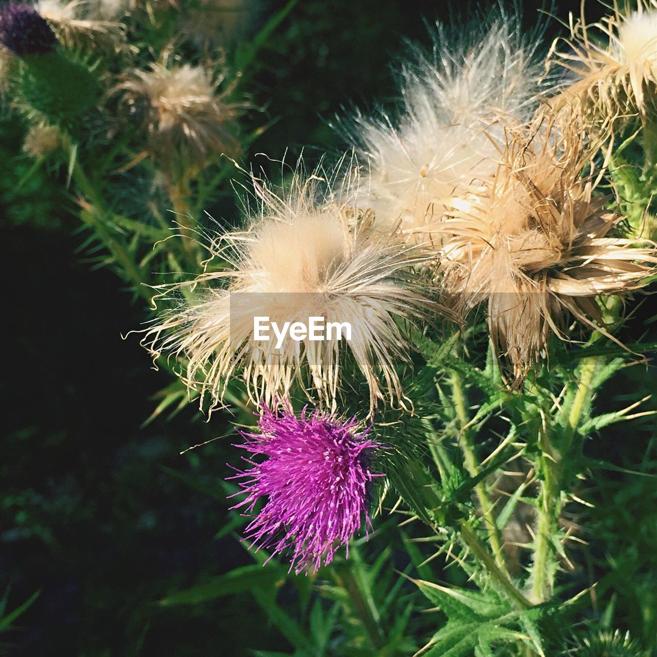 Close-up of fresh pink thistle flower in garden