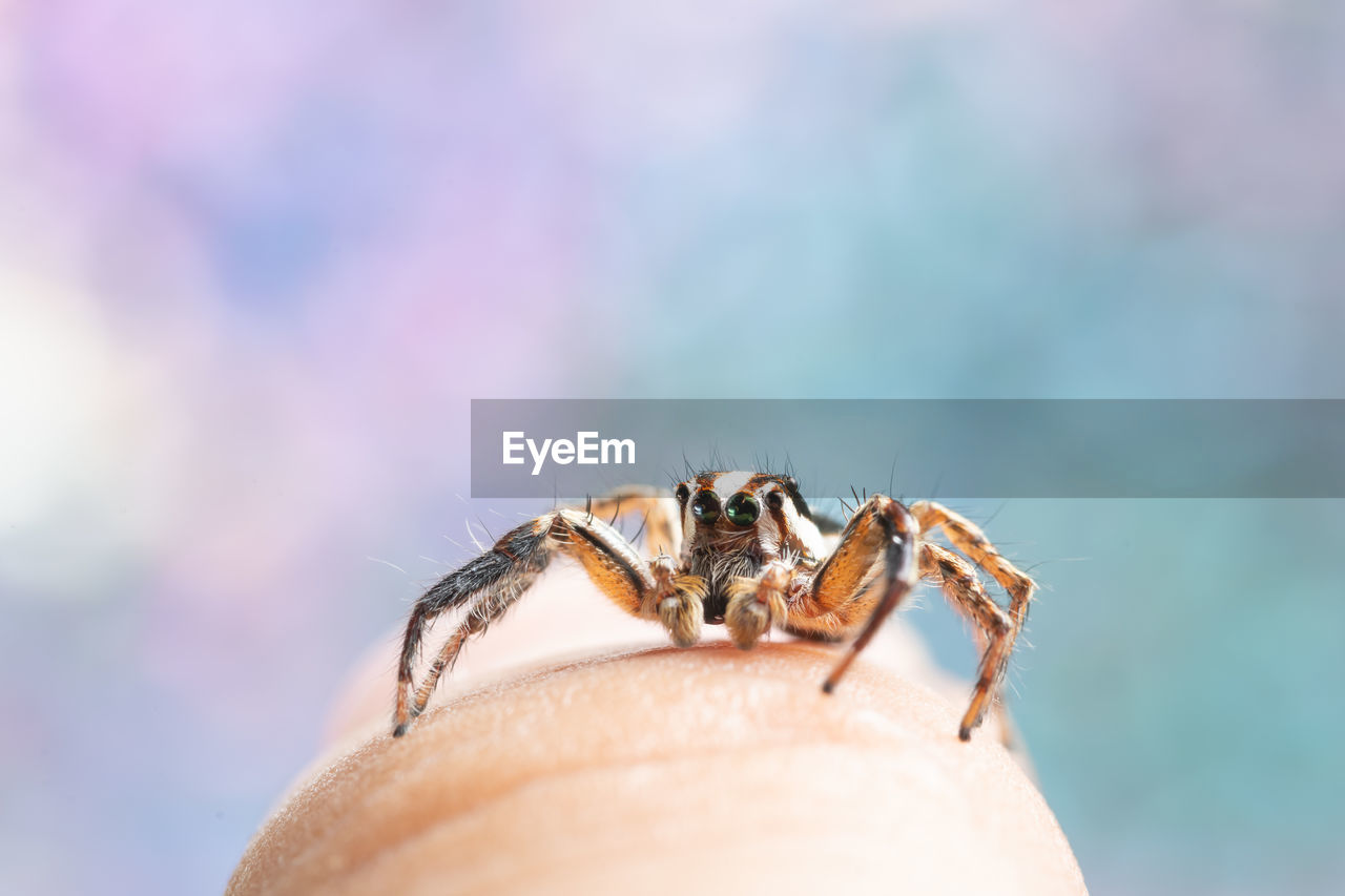 Close-up of spider on human finger