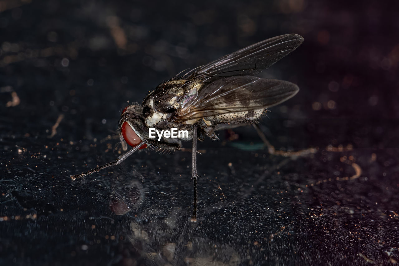CLOSE-UP OF HOUSEFLY ON FIELD