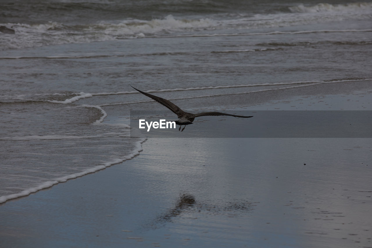 SEAGULL FLYING OVER A SEA