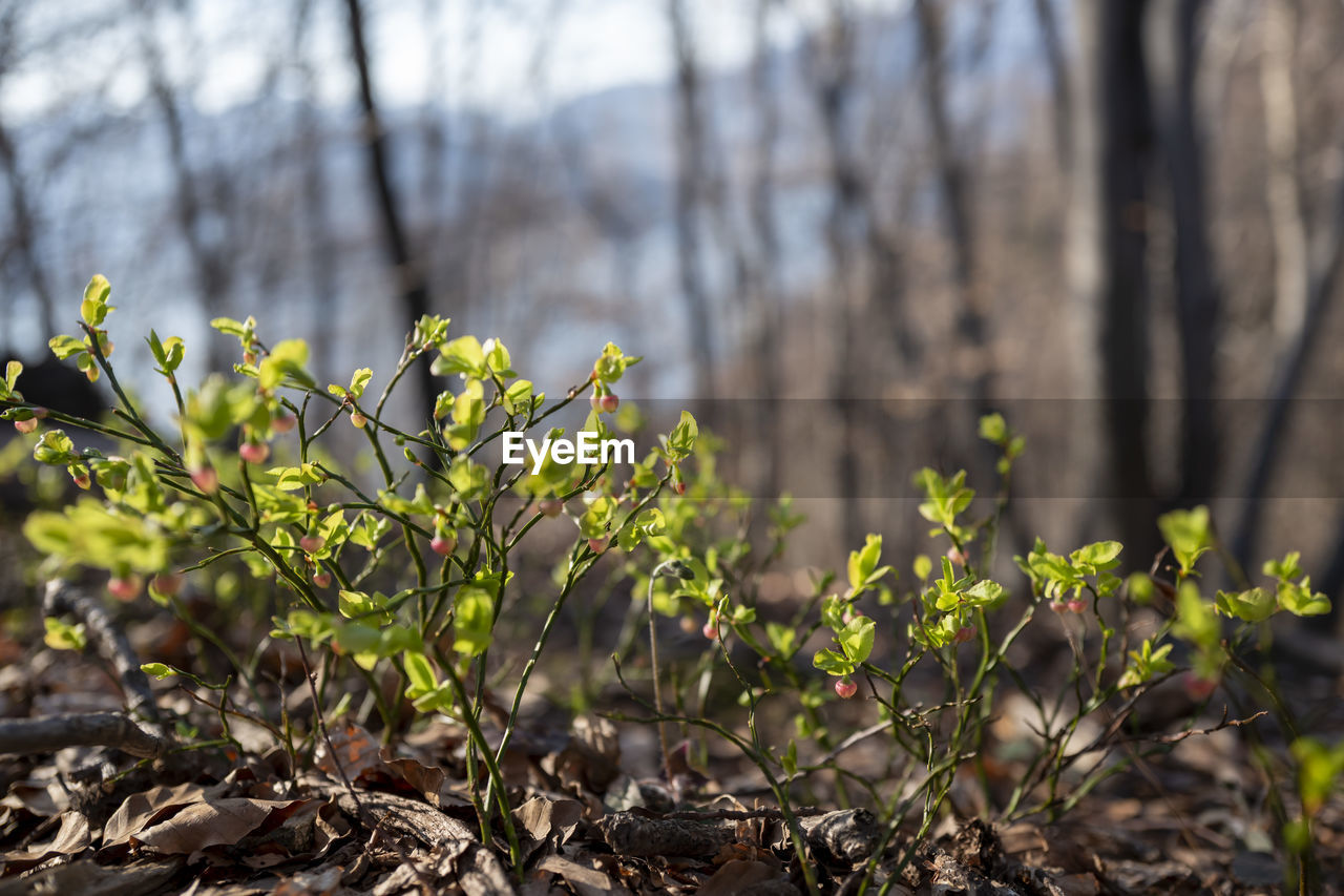 Close-up of plant growing on field