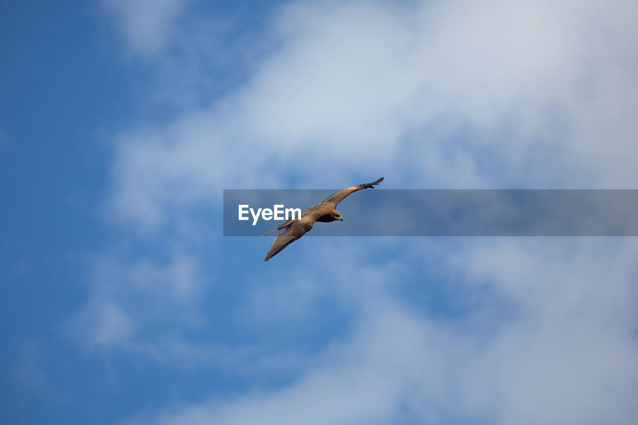 Low angle view of eagle flying in sky