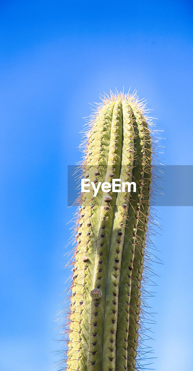 CLOSE-UP OF CACTUS AGAINST CLEAR BLUE SKY