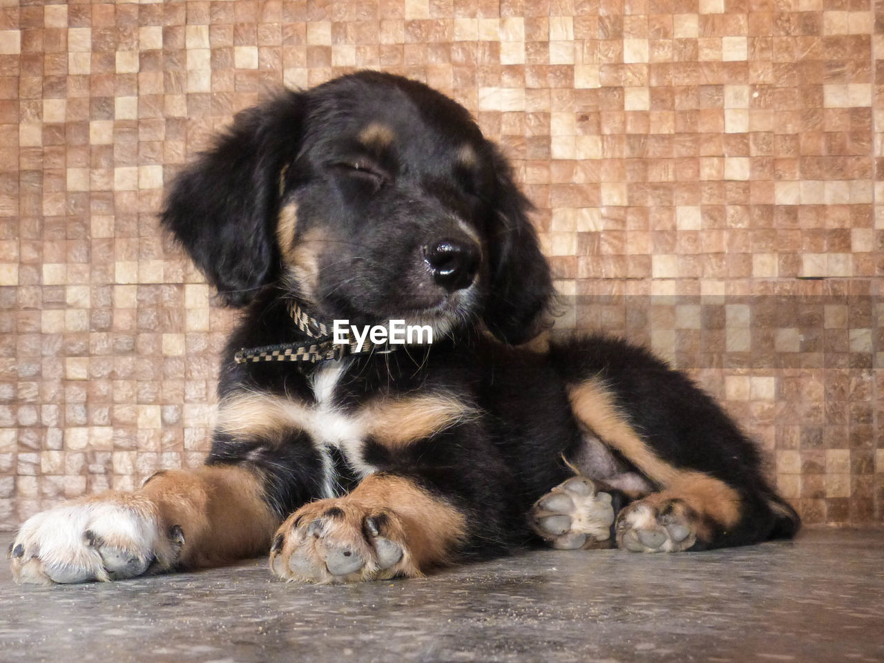 Puppy sleeping against wall