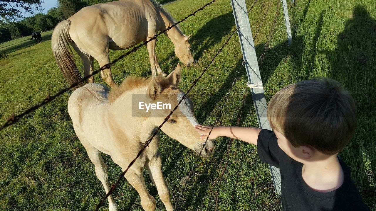 High angle view of boy touching foal while standing on grassy field