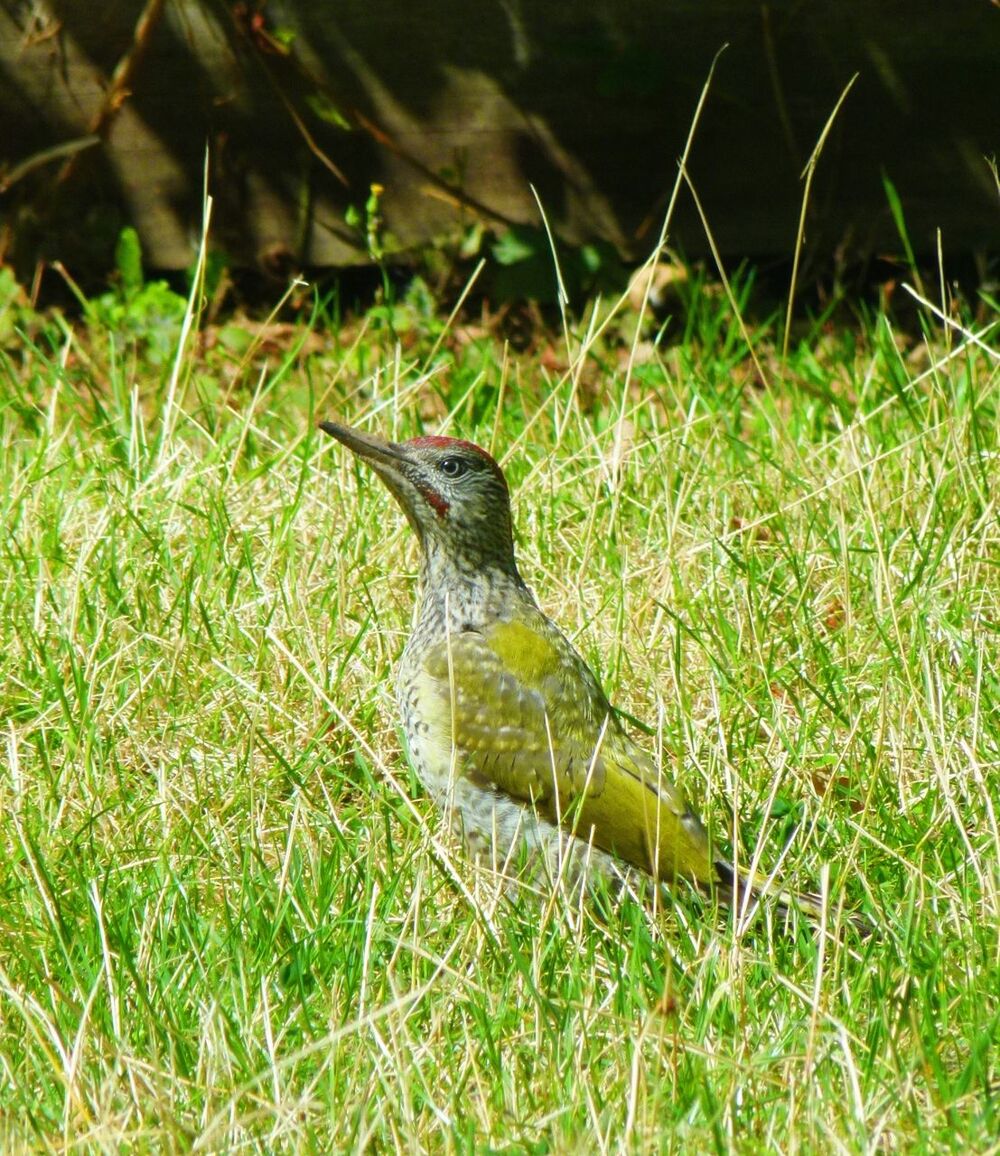 Green woodpecker on grassy field