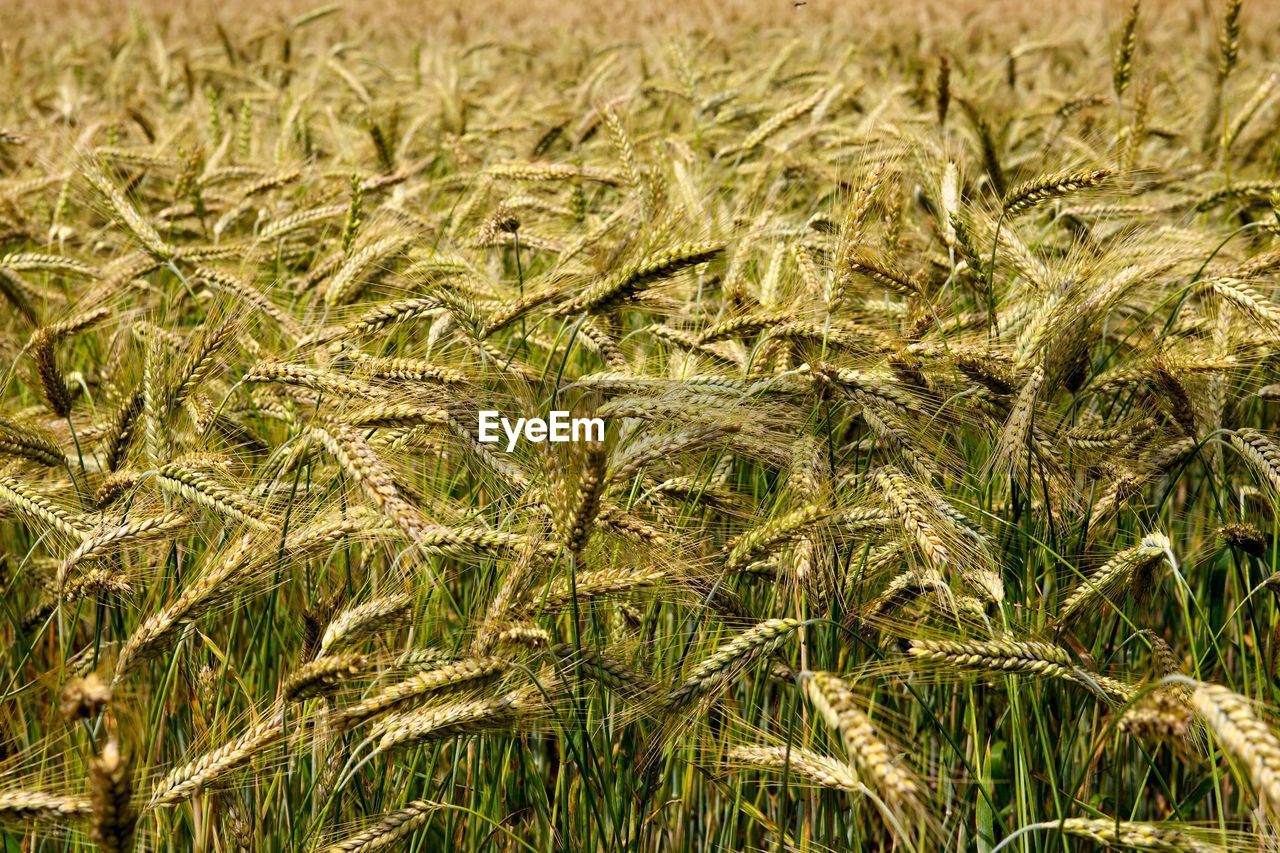 Full frame shot of wheat field