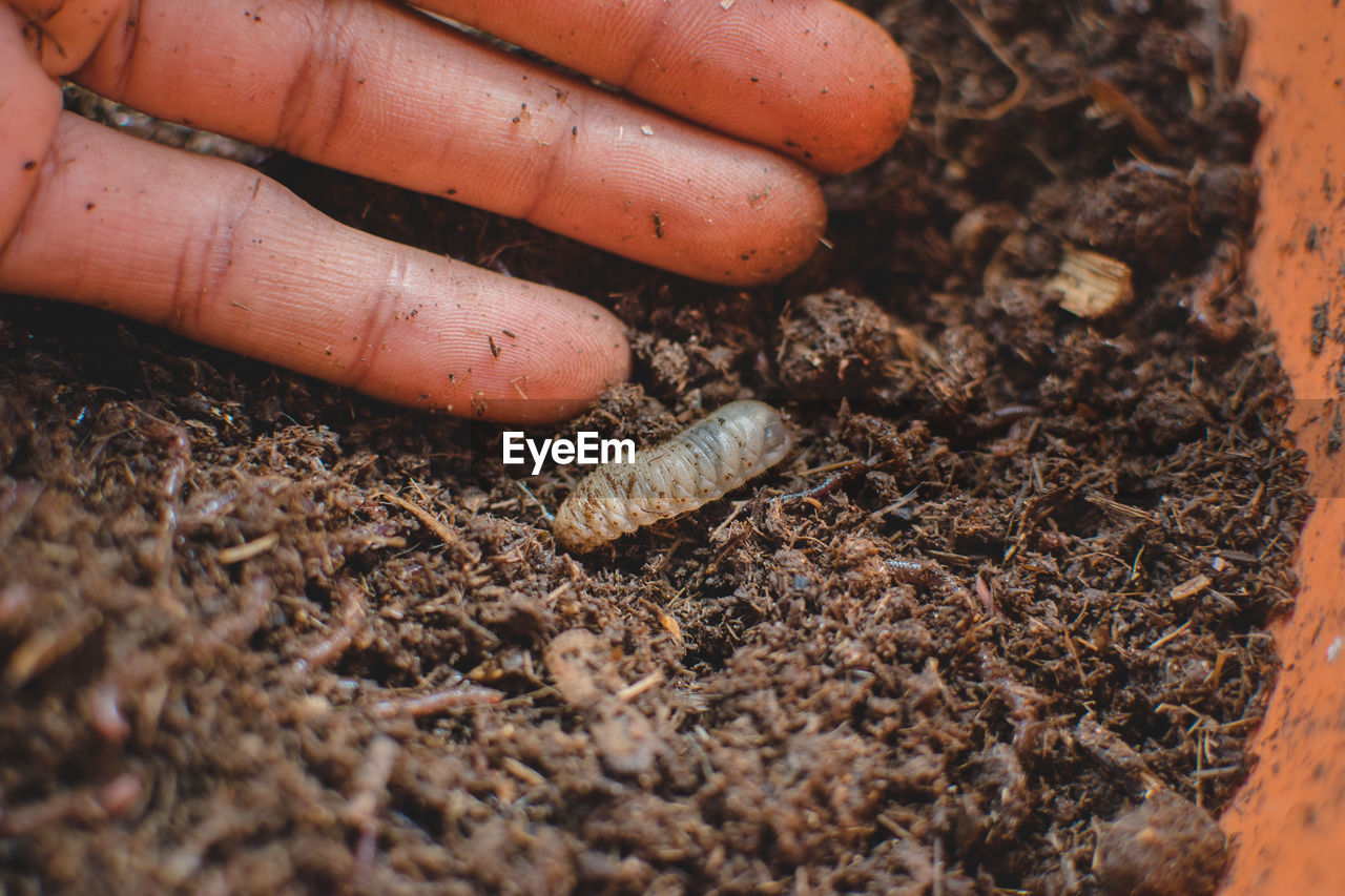 soil, dirt, gardening, nature, hand, produce, close-up, day, land, agriculture, outdoors, food, selective focus, food and drink, mud, one person, root vegetable, organic, brown, plant