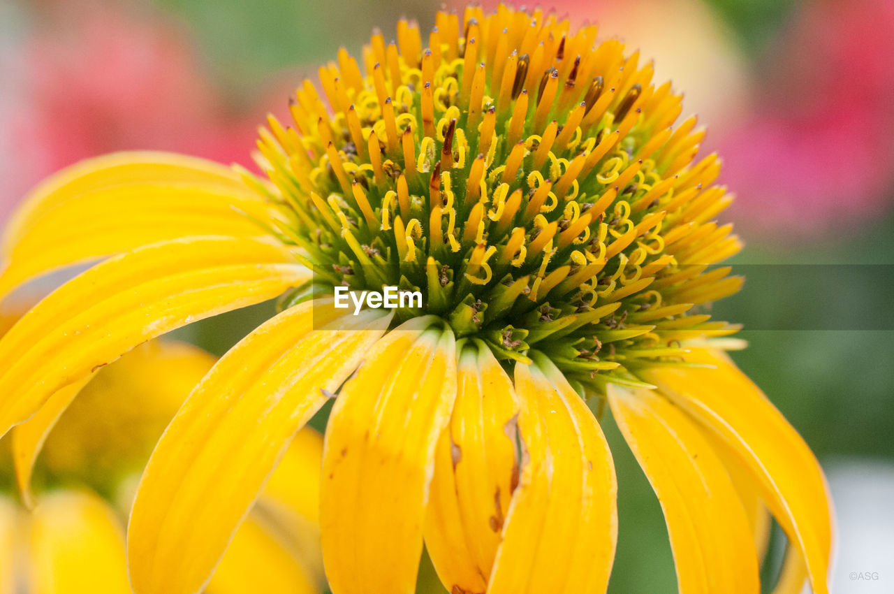 CLOSE-UP OF YELLOW FLOWER POLLEN