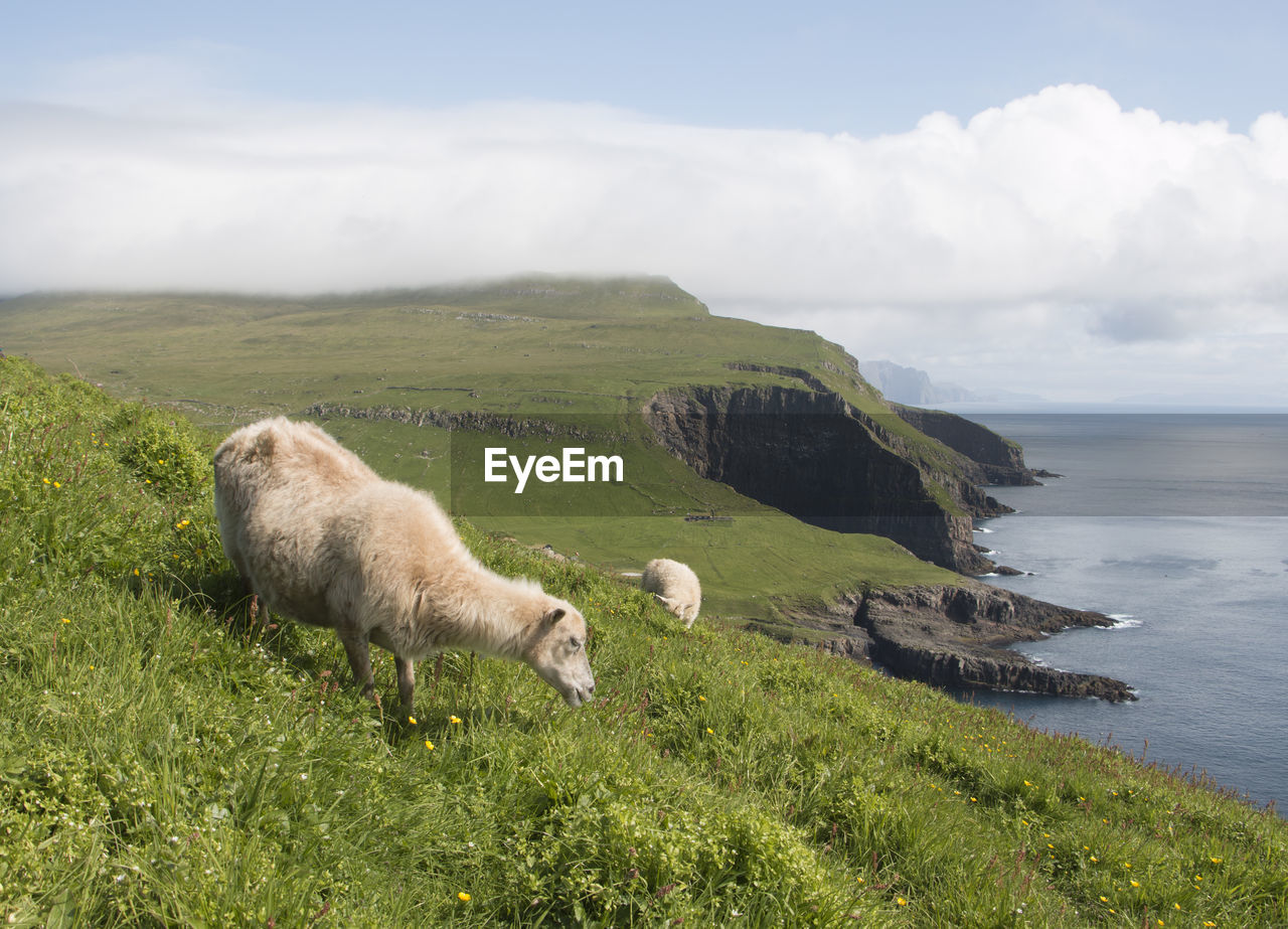 Sheep on grassy cliff against cloudy sky