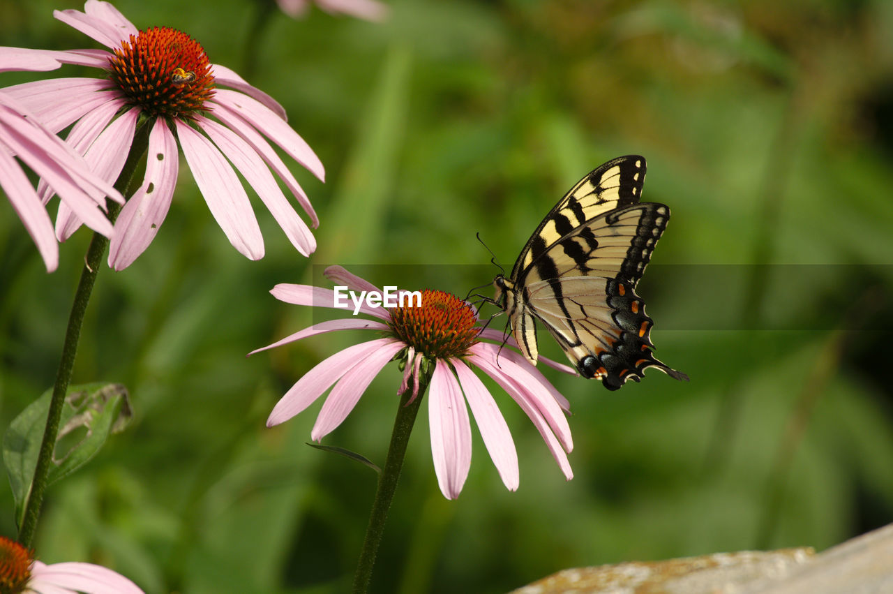 Butterfly on echinacea