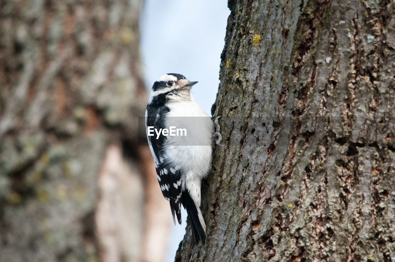 CLOSE-UP OF SPARROW PERCHING ON TREE TRUNK