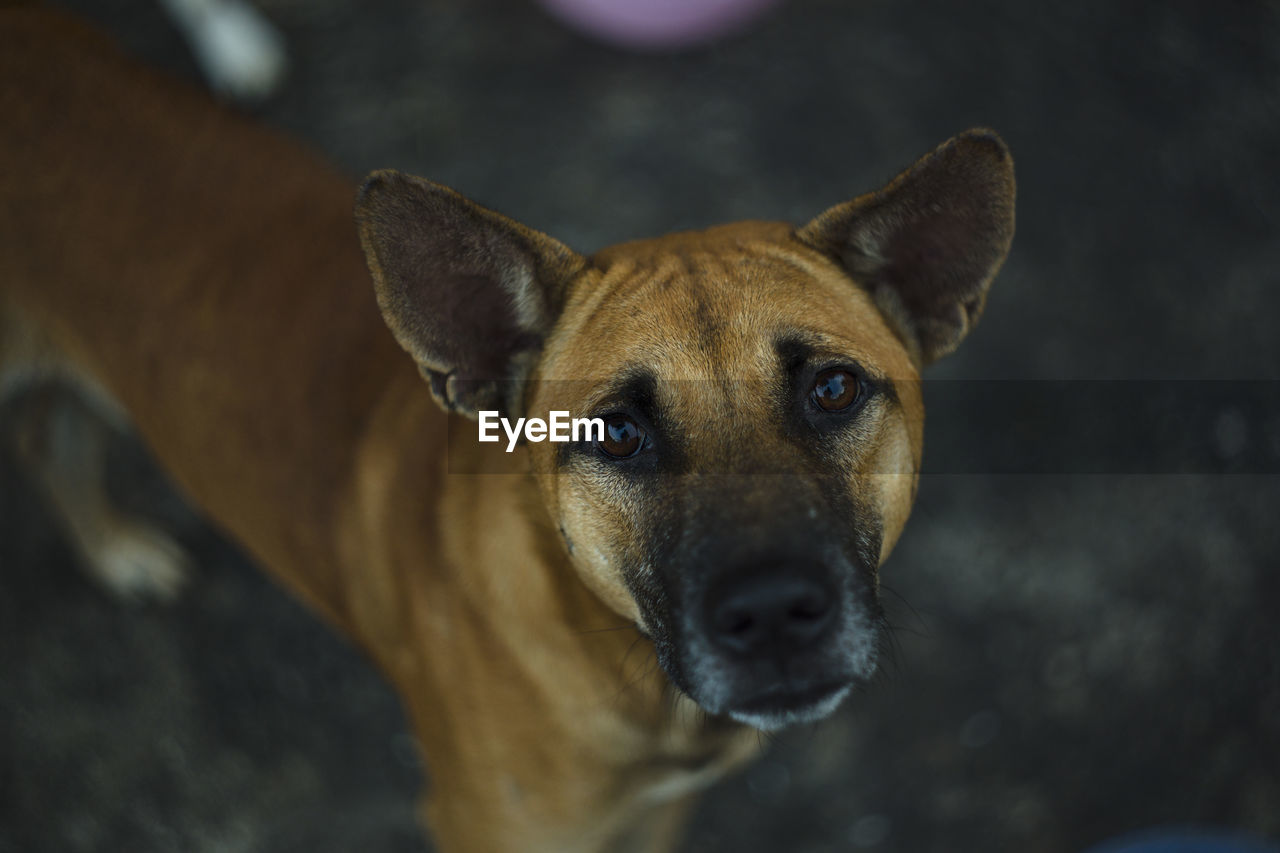 PORTRAIT OF DOG OUTDOORS