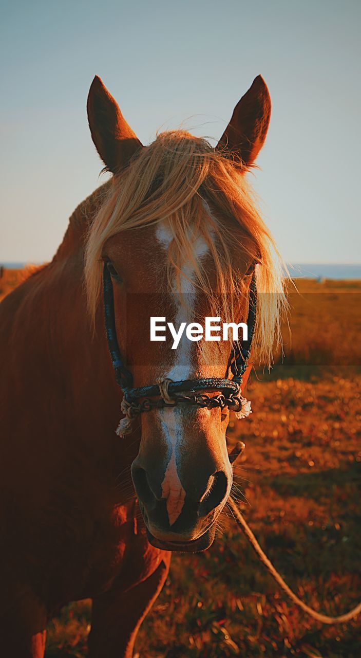 Close-up of horse against sky