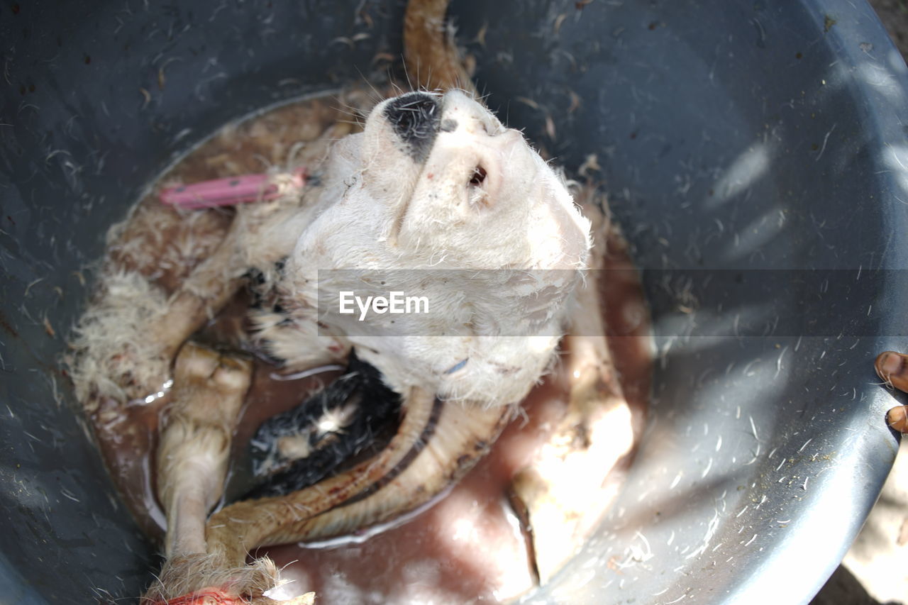 HIGH ANGLE VIEW OF CRAB IN WATER