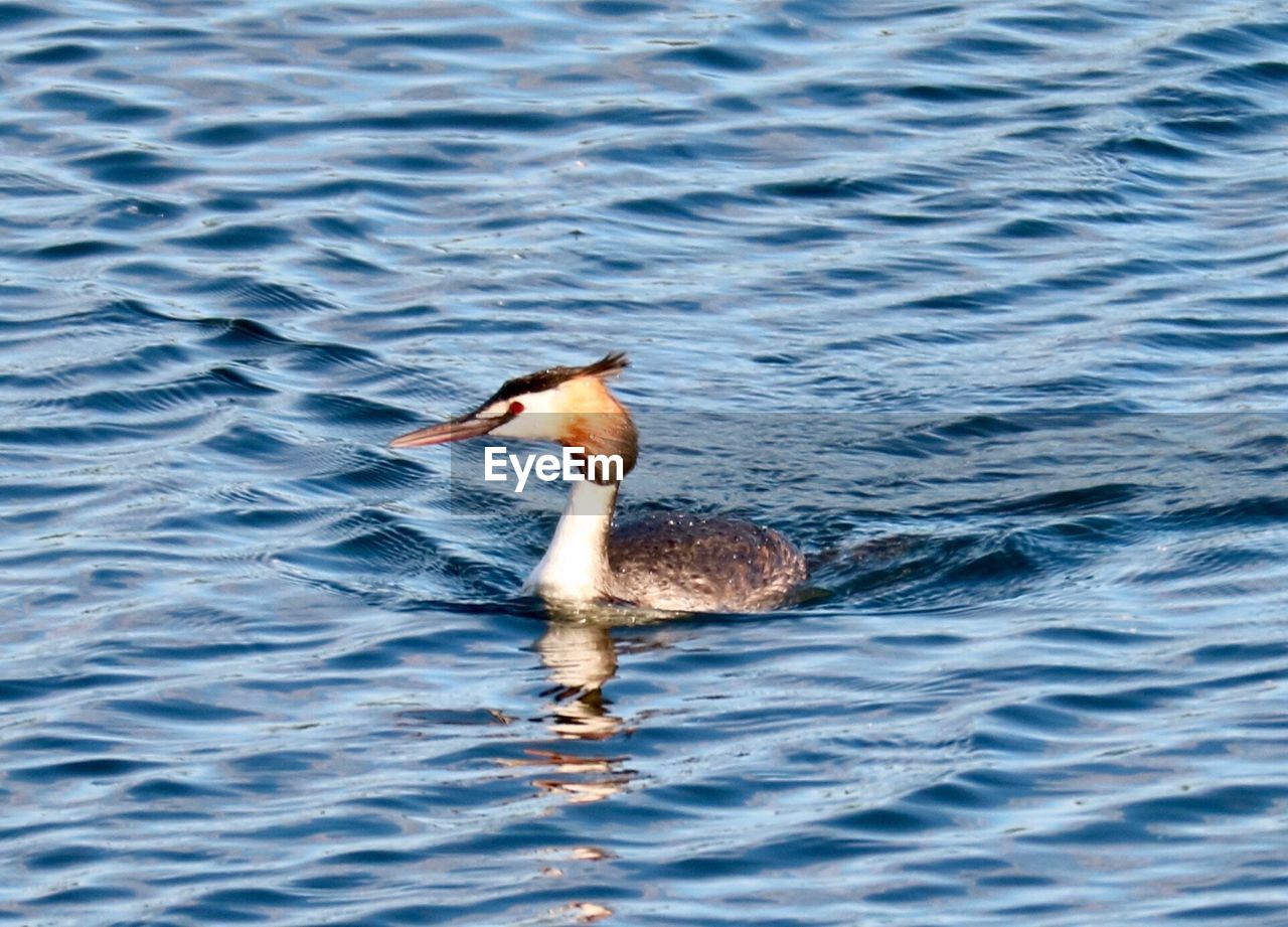 CLOSE-UP OF MALLARD DUCK SWIMMING IN LAKE