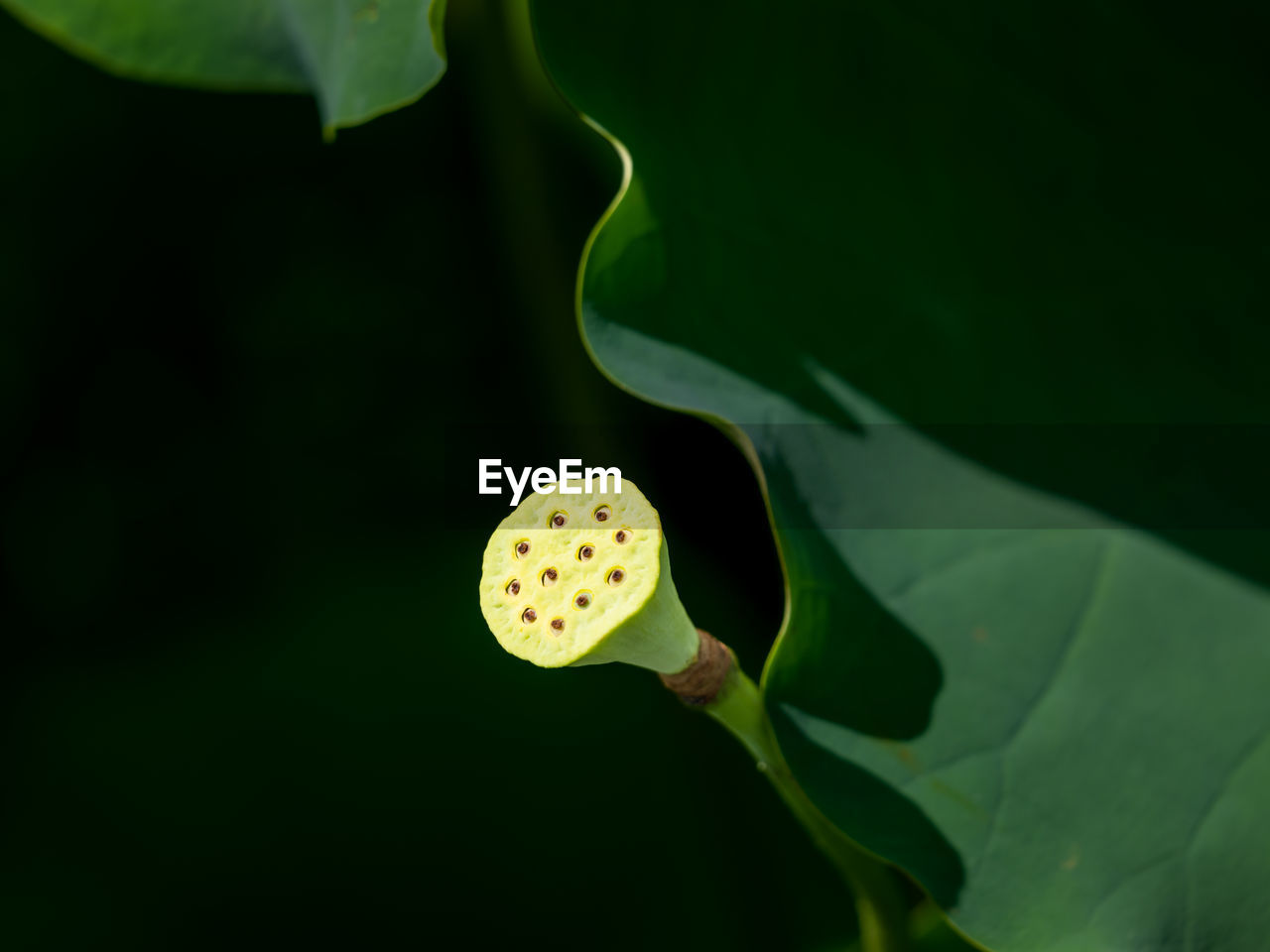 green, leaf, plant part, plant, flower, nature, close-up, beauty in nature, growth, yellow, freshness, macro photography, no people, flowering plant, fragility, outdoors, water, animal, plant stem, petal, animal themes, lily, one animal, animal wildlife