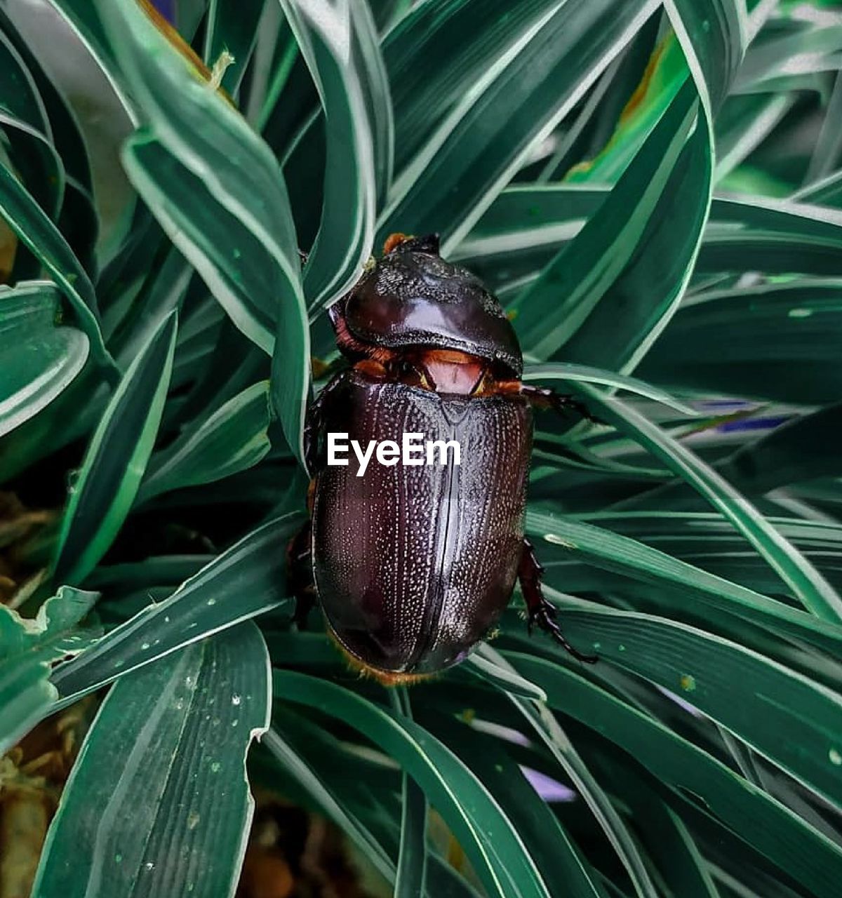 CLOSE-UP OF AN INSECT ON PLANT