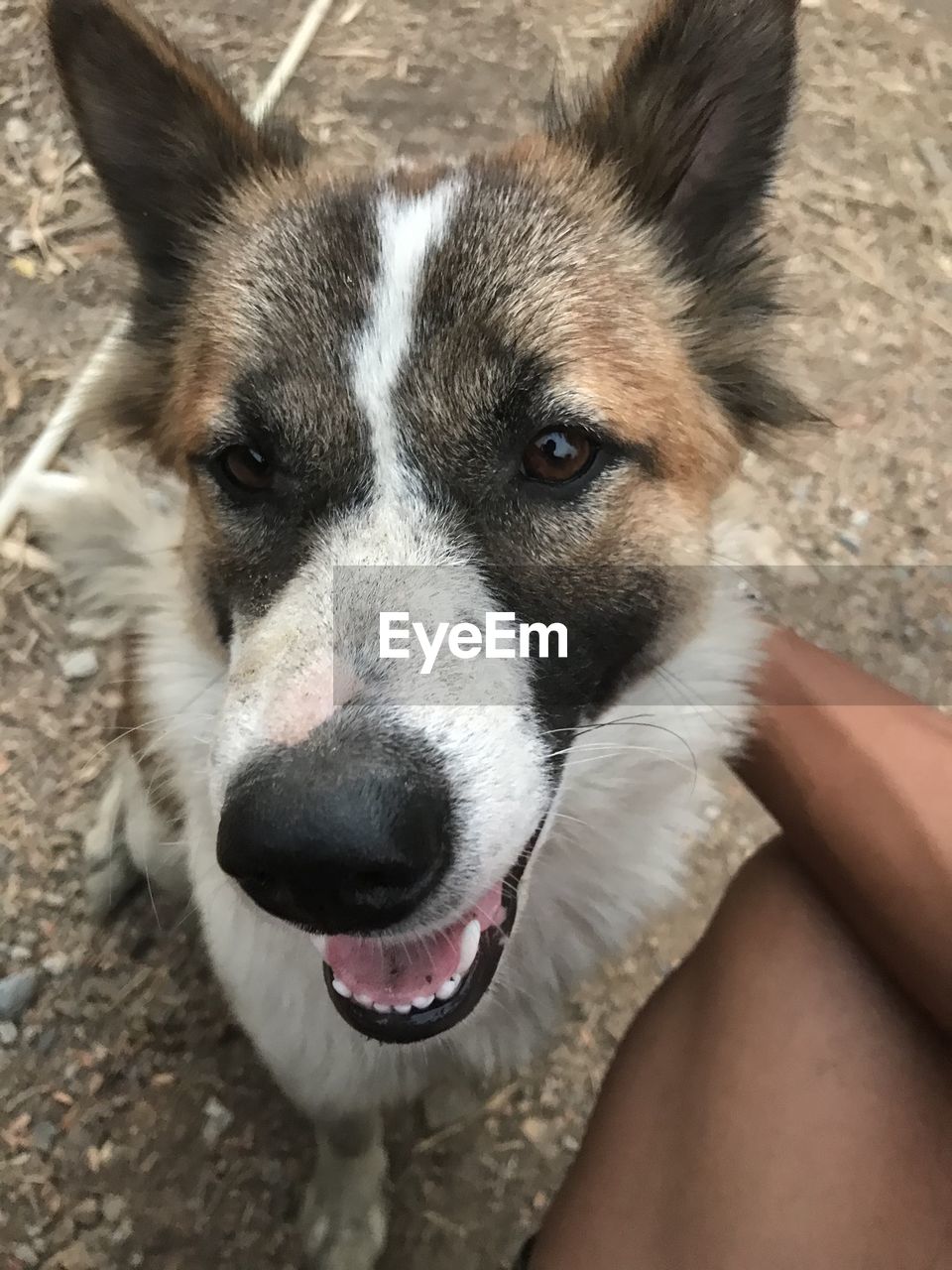 Close-up portrait of dog